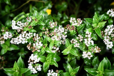 Brahmi: "Herb of Grace"