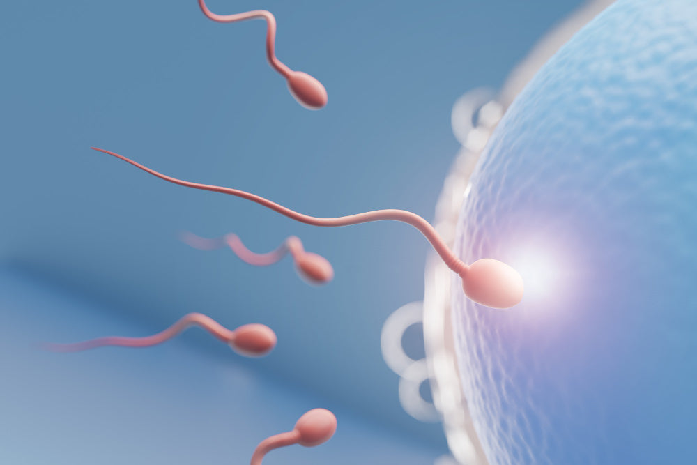 How To Increase Sperm Count Naturally?
