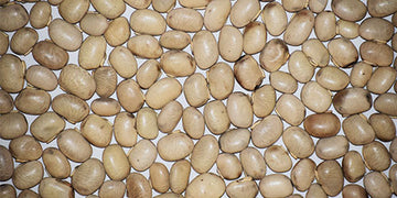 Kaunch Beej Explained: Benefits, Uses & Who Should Take It