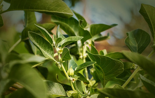 Ashwagandha Health Benefits For Women & Men | Ancient Ayurvedic Herb