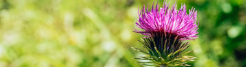 Advantage Of Milk Thistle: Key Benefits You Need To Knowc