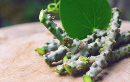 10 Incredible Benefits of Giloy: The Ayurvedic Root of Immortality