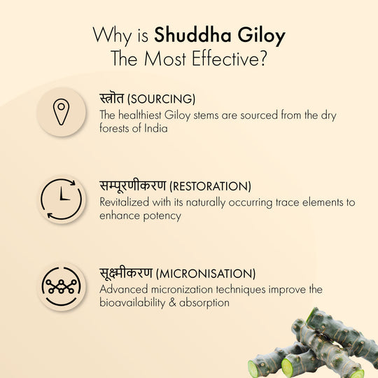 Shuddha Giloy: Most Effective Immunity Booster & Blood Purifier